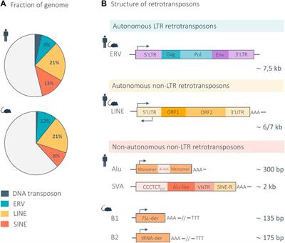 Navigating the brain and aging: exploring the impact of transposable elements from health to disease